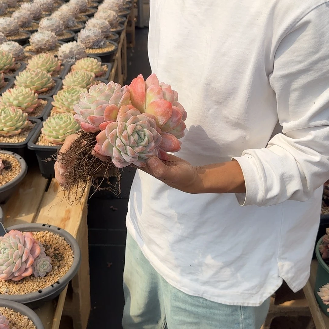 冰玉多肉植物 0000000