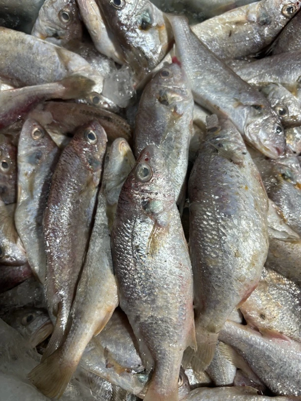 惠来县神泉港排仔白划鱼一斤5-6条左右 有帮杀一斤剩八两。