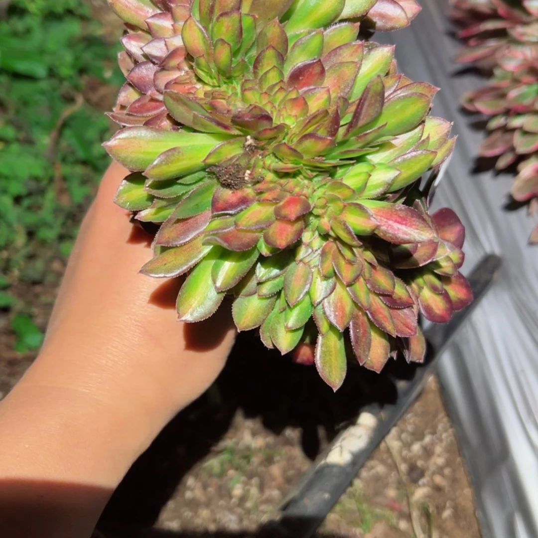 980 号多肉植物法师