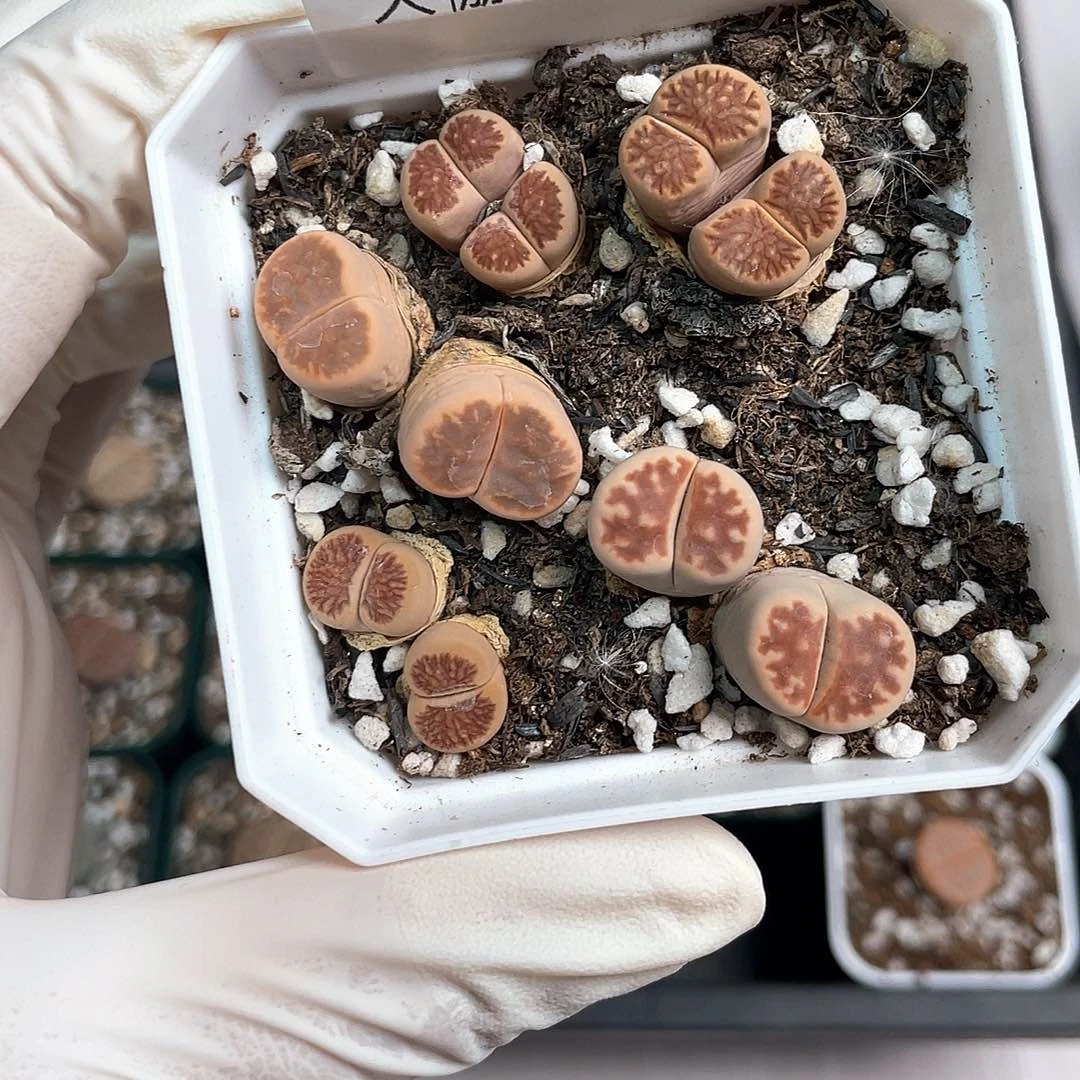 3305大棚清仓甩卖了