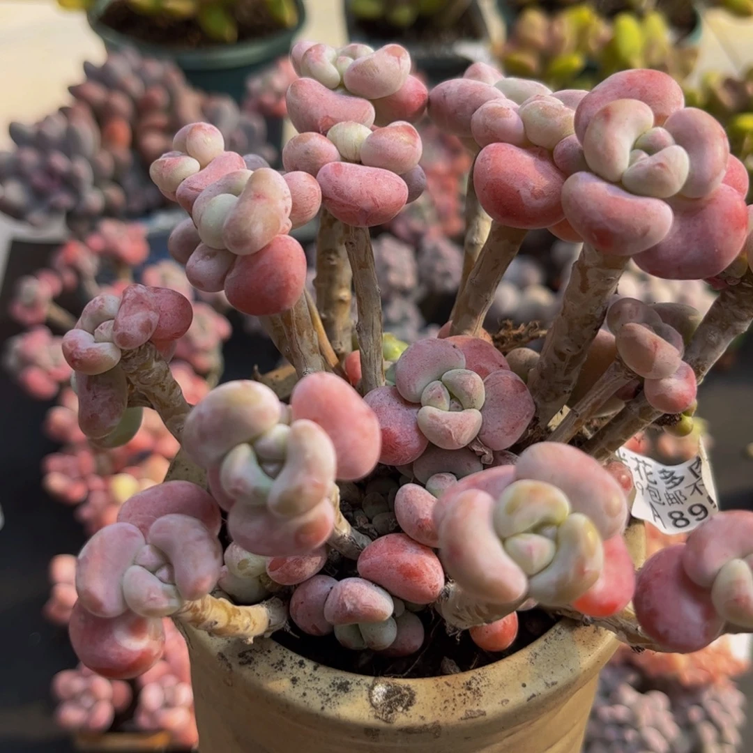 895腰子洛神12cm多肉植物