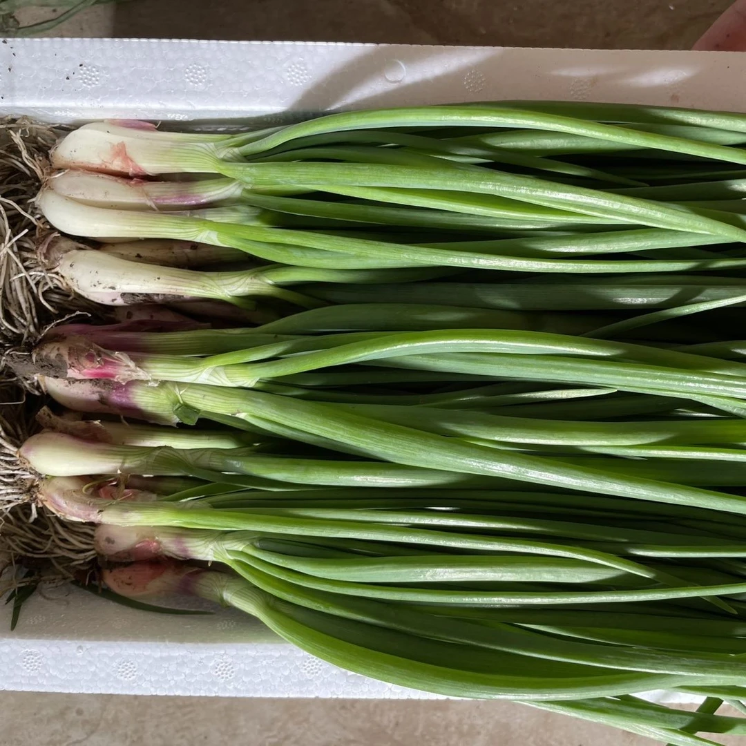 东北毛葱苗，现挖现发