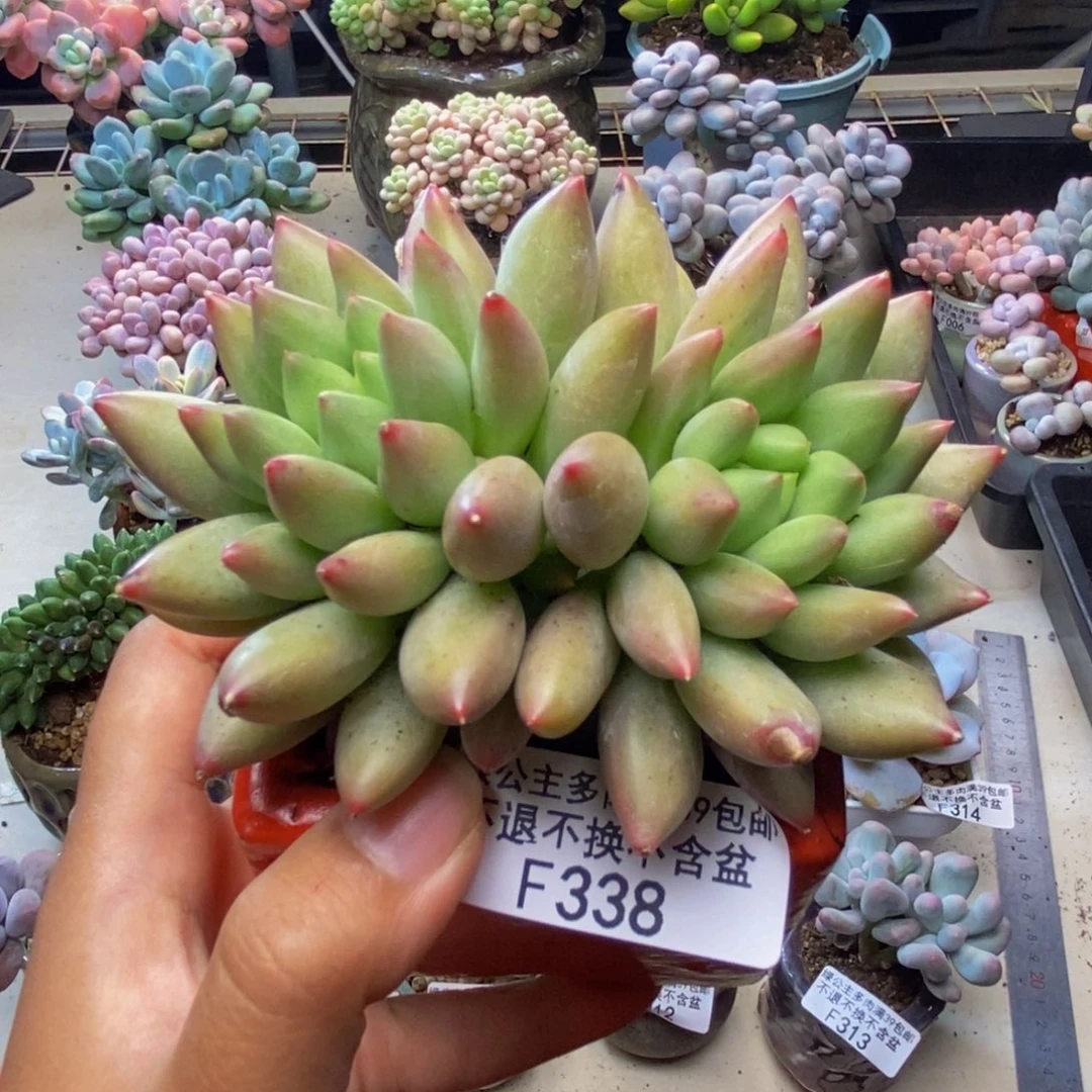 338虞美人多肉8cm