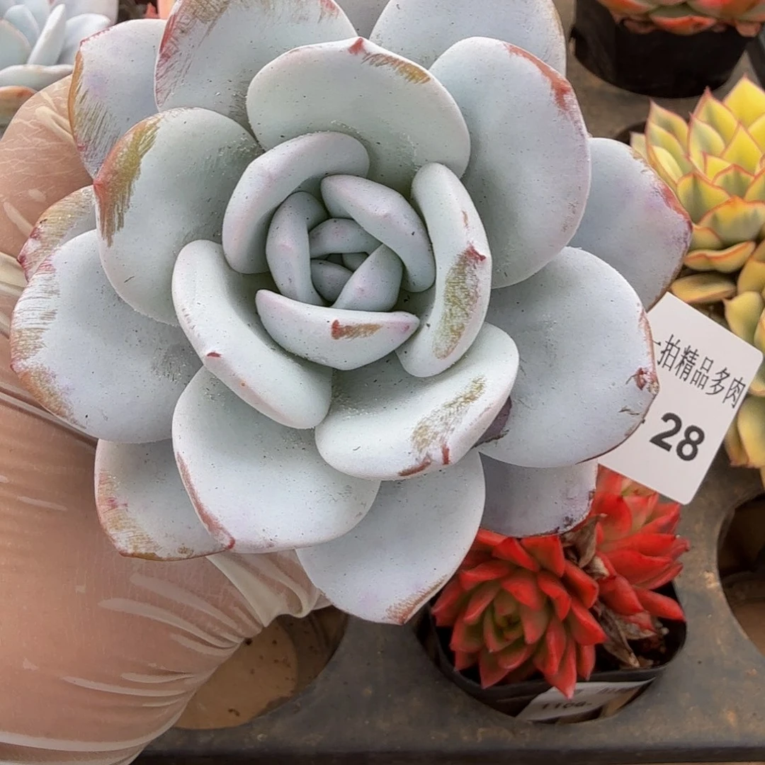 1106-28多肉一物一拍