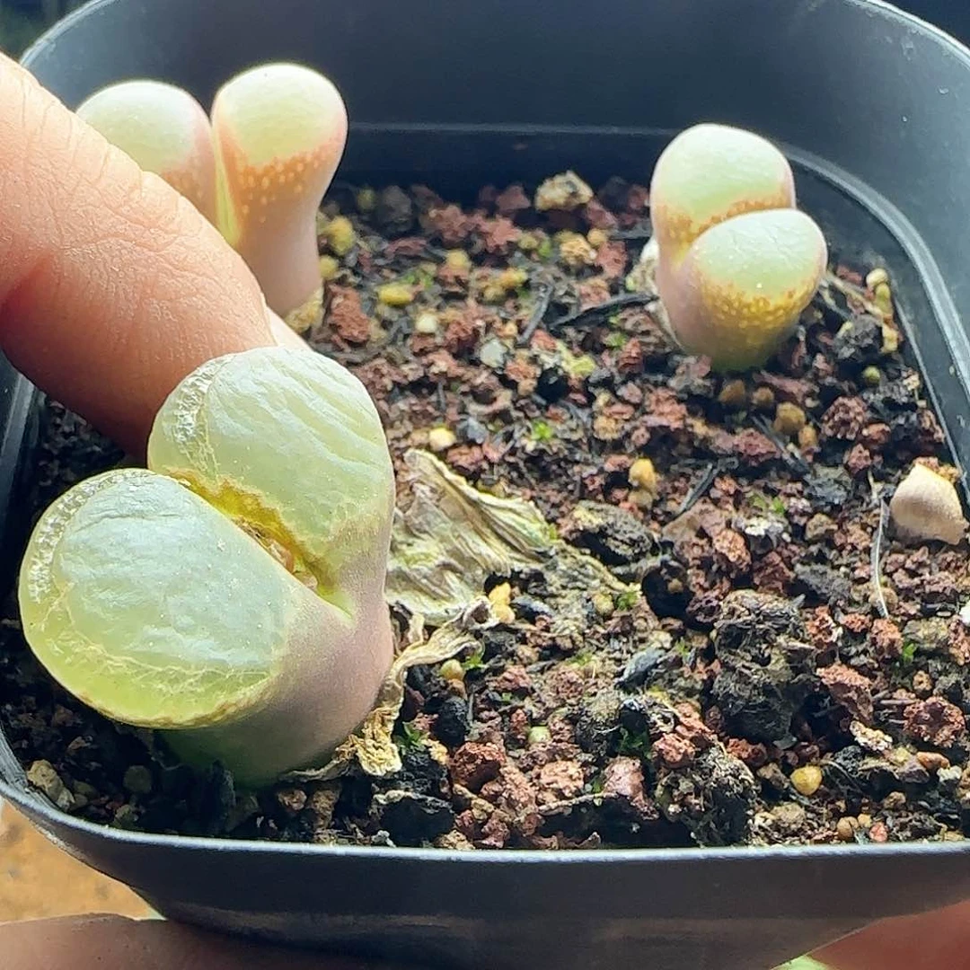 面****~脱土发货哦24466