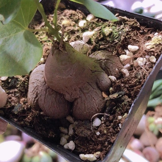 无花朵0907，象足龟甲龙4.9厘米