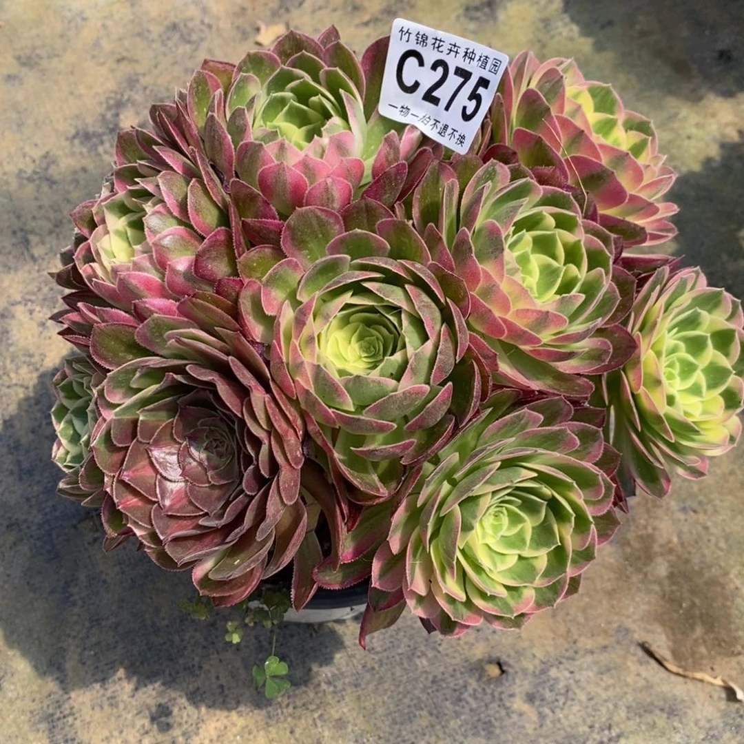 梦275海王嫩桩小棵