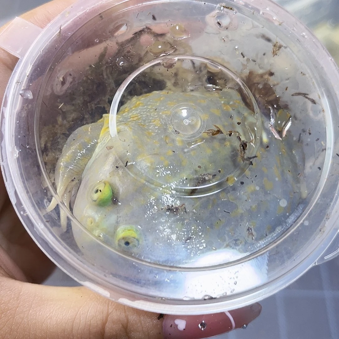 角蛙小丑蛙专拍链接一只包邮