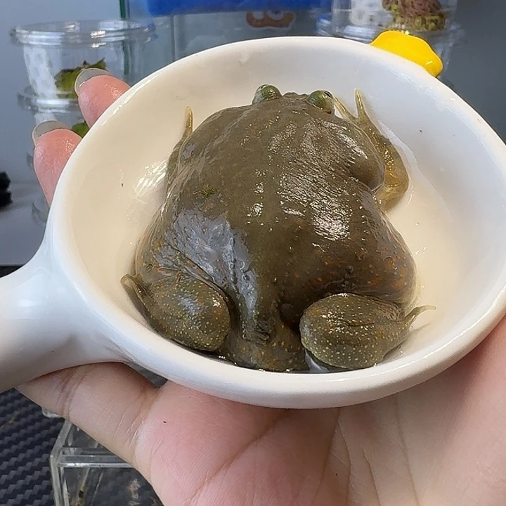 展***来小丑蛙中丑蛙福利价