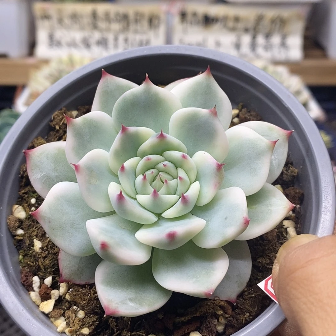 1498 吉娃娃覆轮锦
