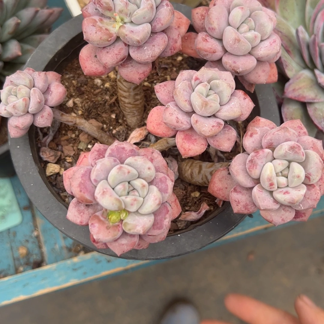 精品多肉植物老桩