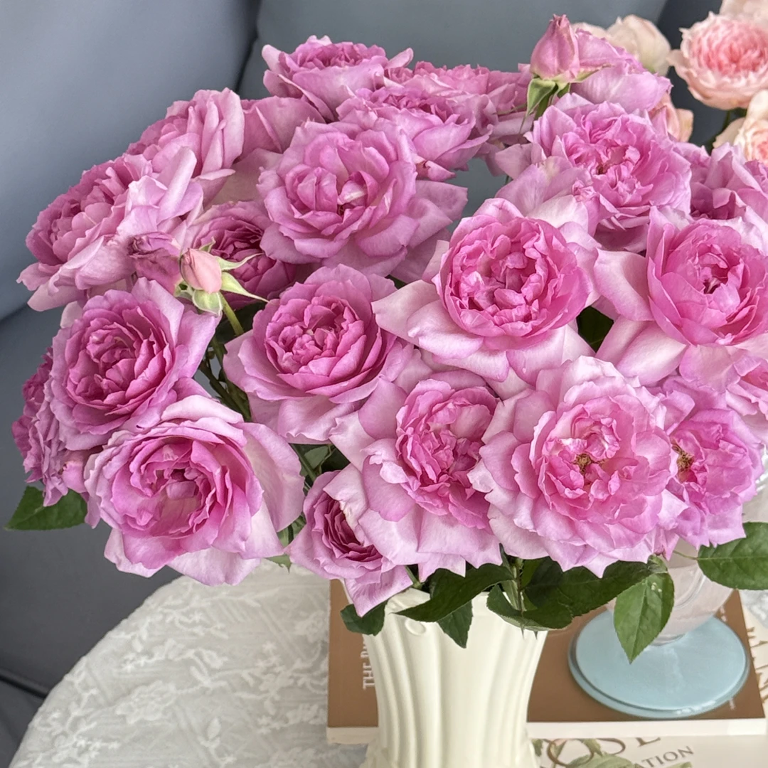 （醒目花产）梦香混10支！三件顺丰空运20%不售后