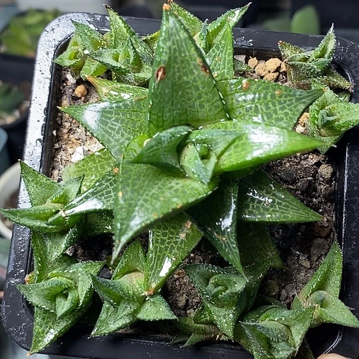 不带盆脱土裸根发货