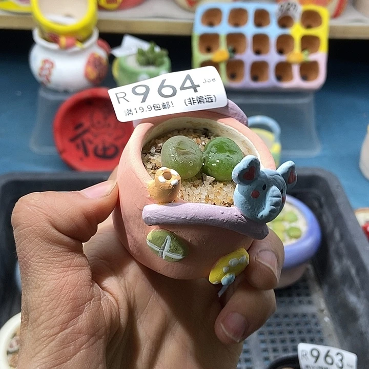 964大舅生石花肉锥