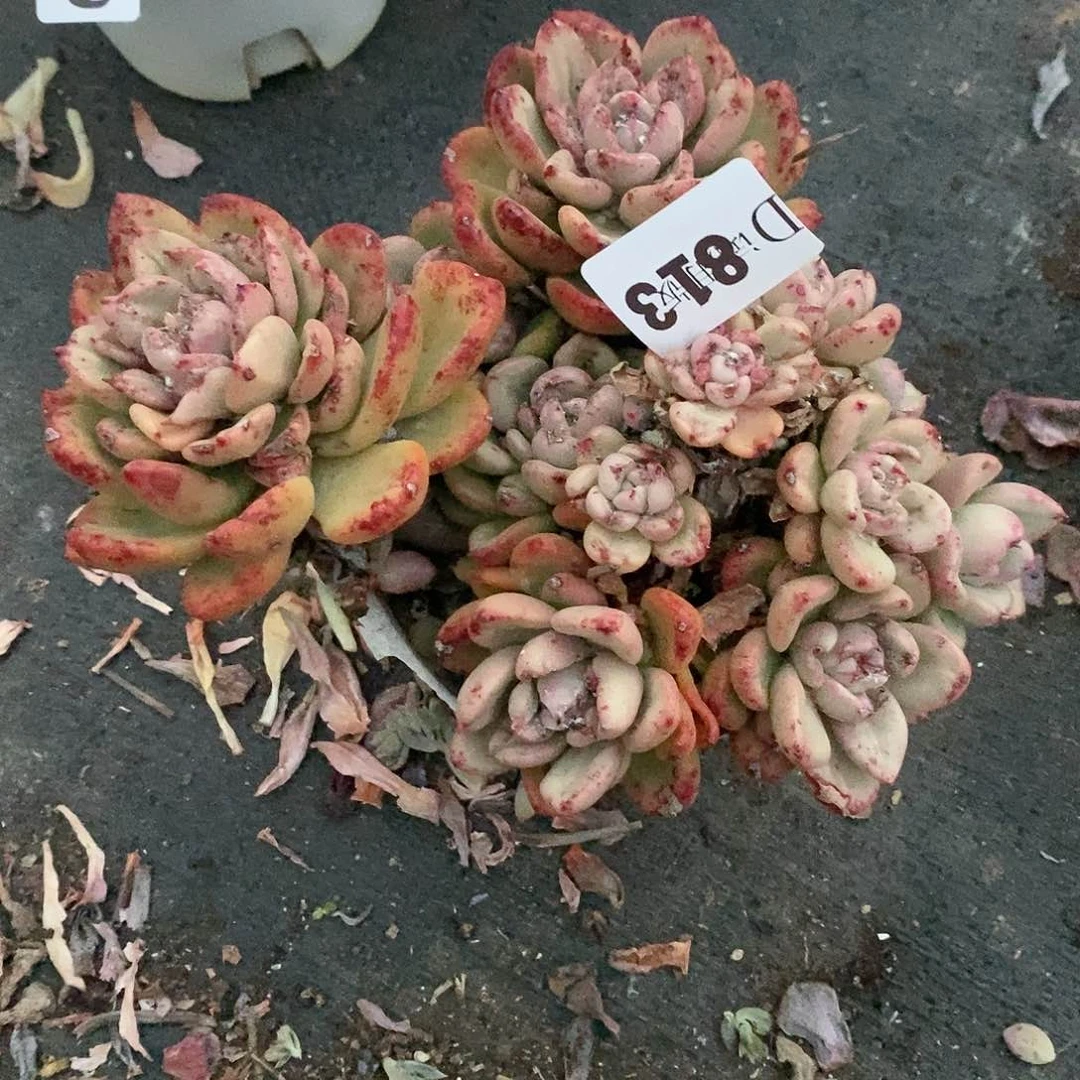 d****j813鳄梨多肉植物有虫