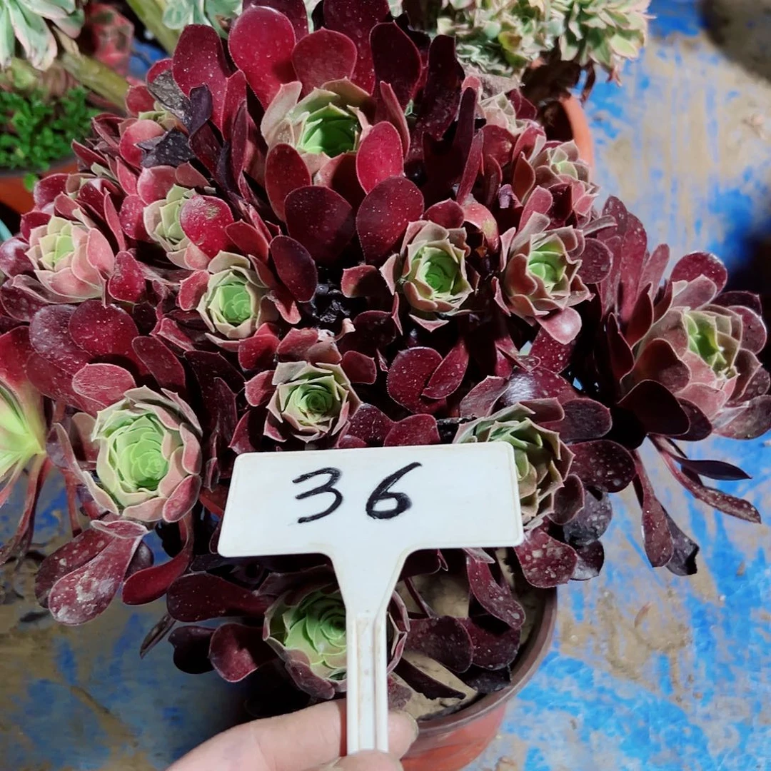 多肉植物欧子法师