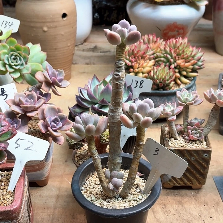 多肉植物，长叶奶3号