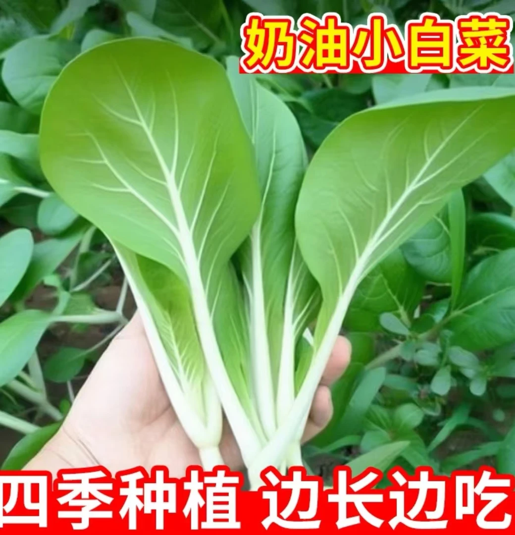 四季奶油小白菜种子耐热耐寒大面积种植白杆白梗白菜阳台蔬菜籽