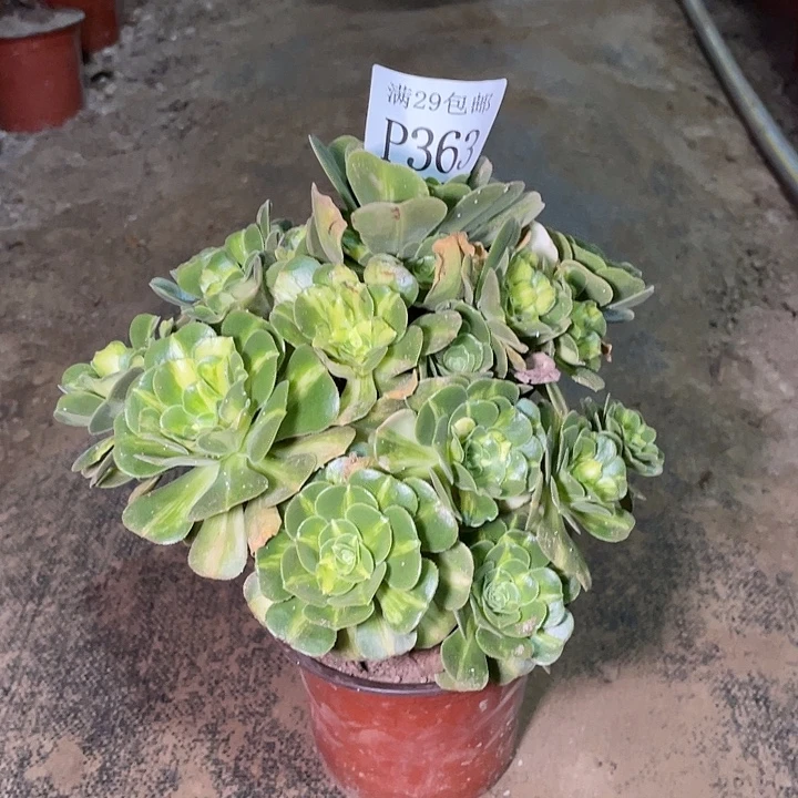 363七彩琉璃多肉植物