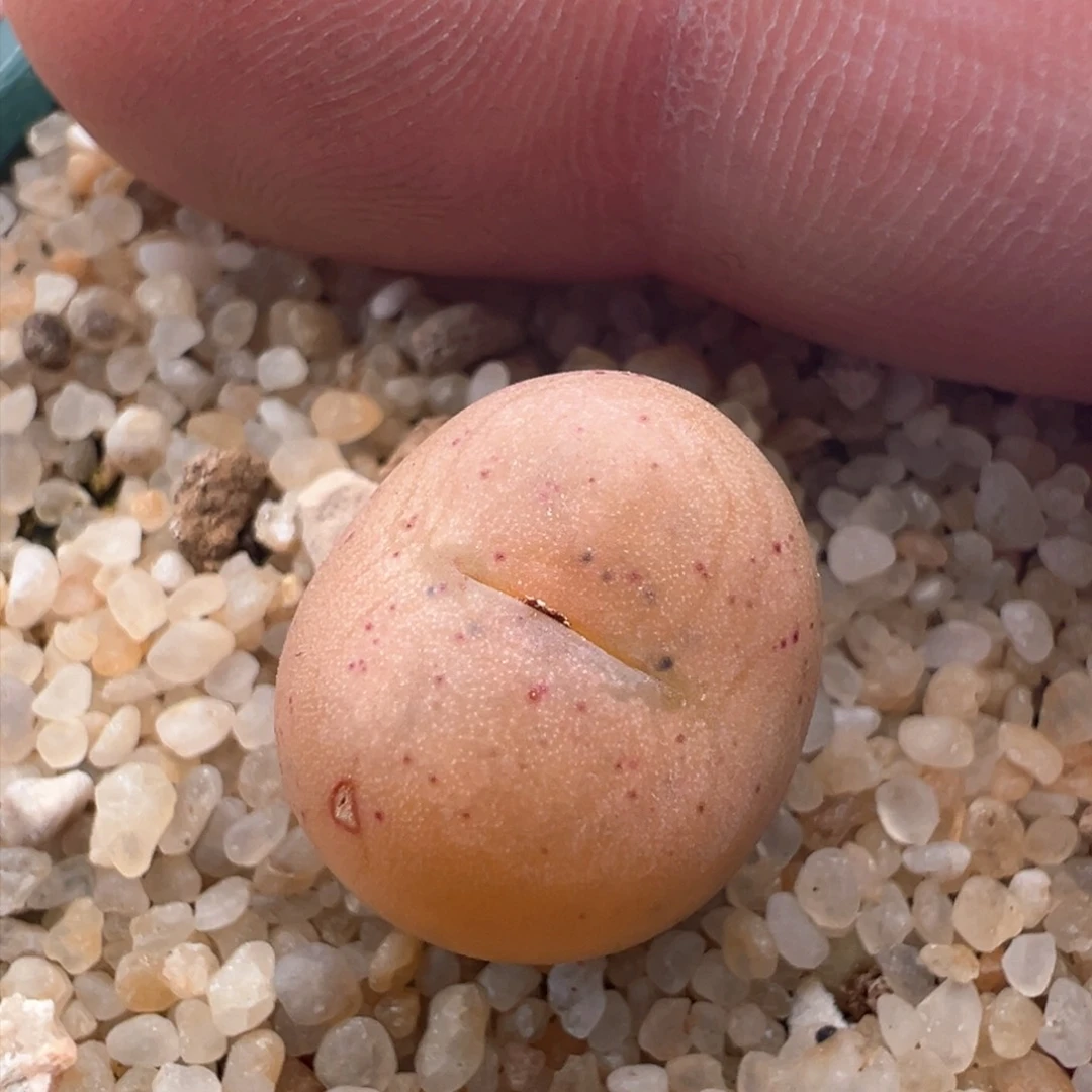 819 优选红嘴杂。大嘴巴