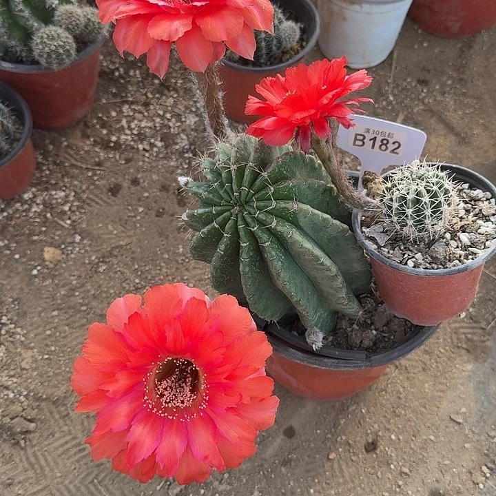 彩草红孔雀一物一拍B182