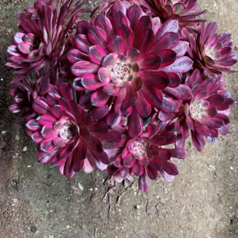 多肉植物红金刚锦，