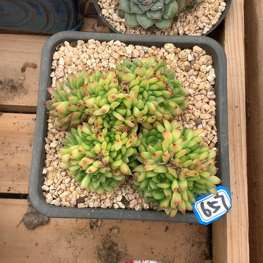 657 一物一拍多肉