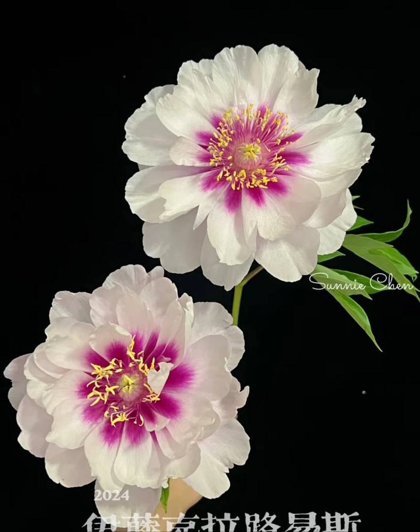 【克拉路易斯芍药链接】山东芍药产地直发 | 新鲜采摘