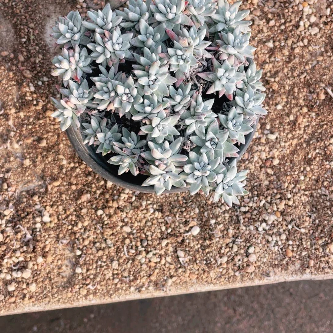 像****由白菊瑕疵一物一拍