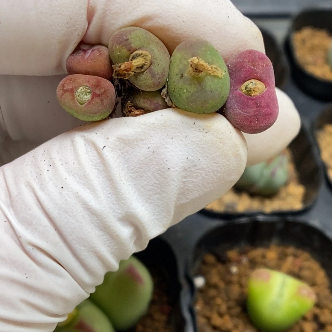 多肉植物肉锥杂交K-4887