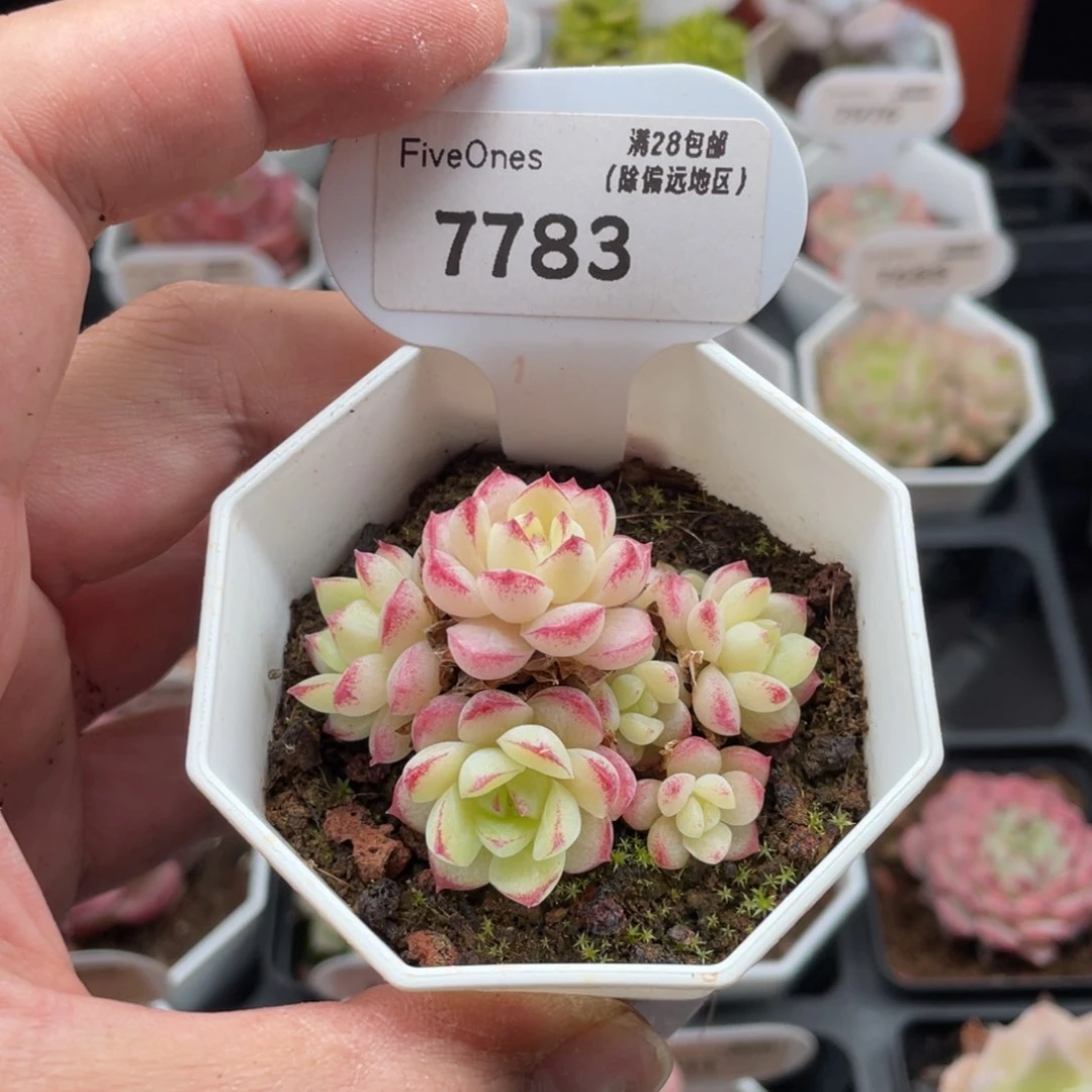 女王群7783-5厘米