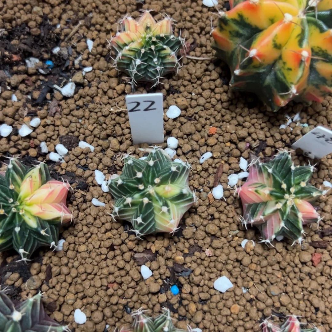 实生肋骨锦脱土发货满二十包邮