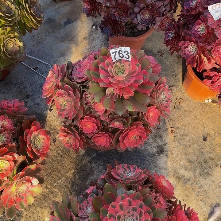 00000000000000763香妃