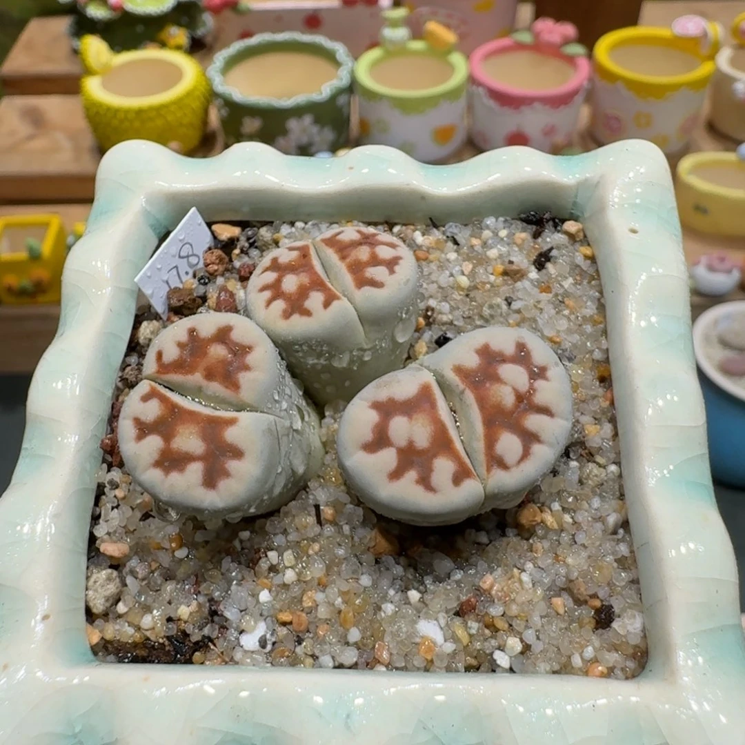 蘑菇1172花纹多肉植物