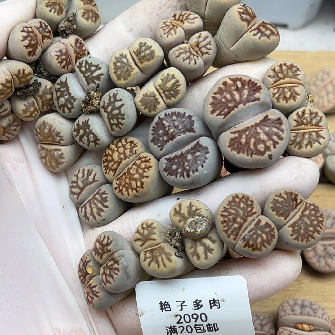 2090号一首特价菊化石