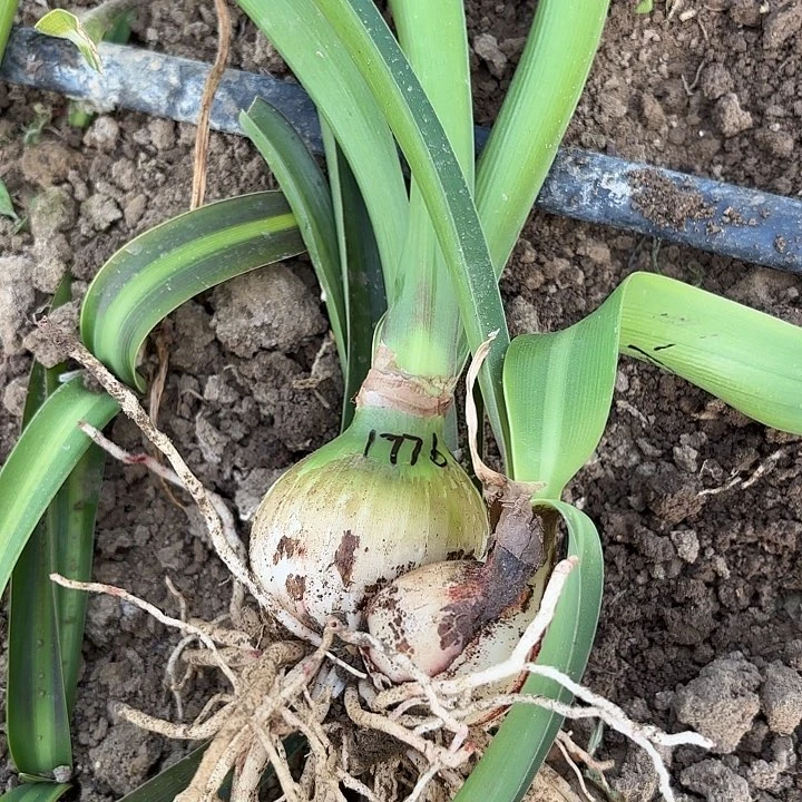 用****0白肋鬼魅6带2侧1776