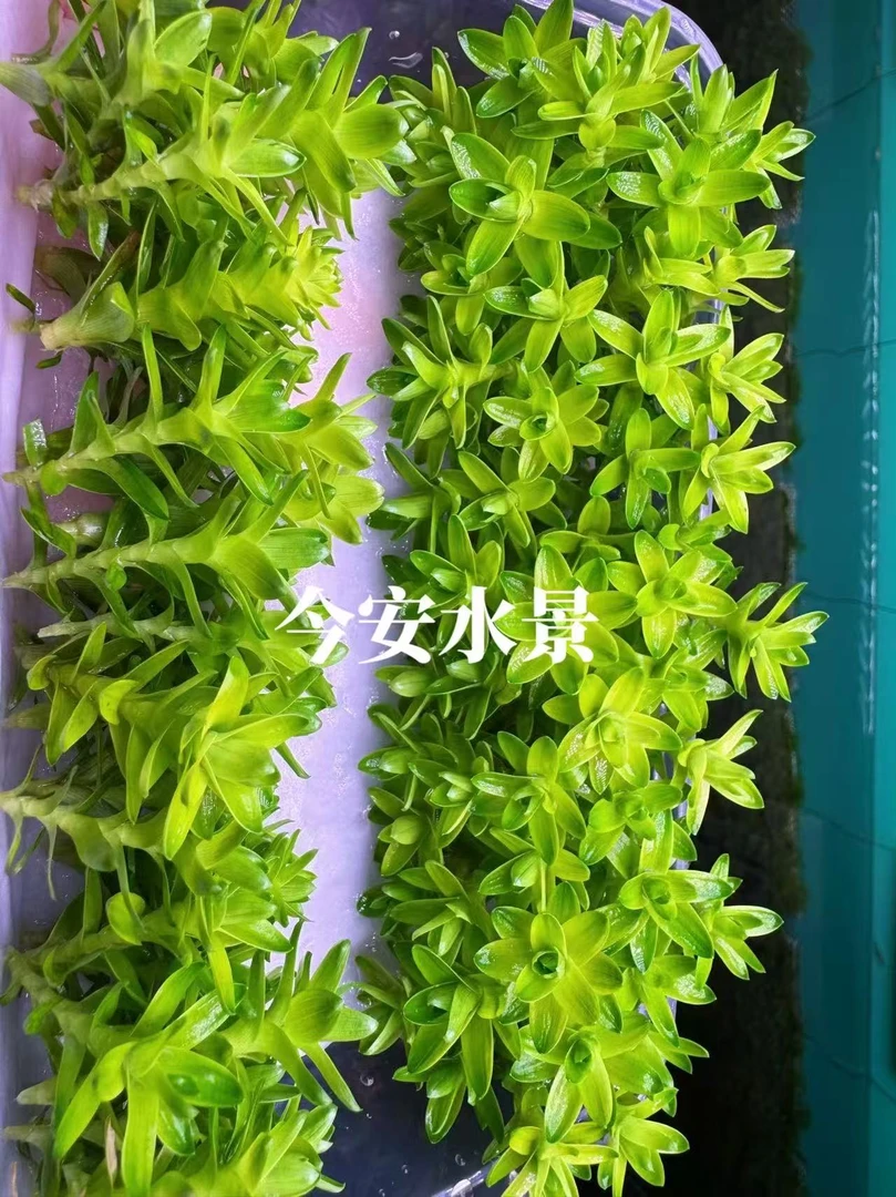 莲花座太阳水草水生植物鱼缸造景中后景水下叶打头草