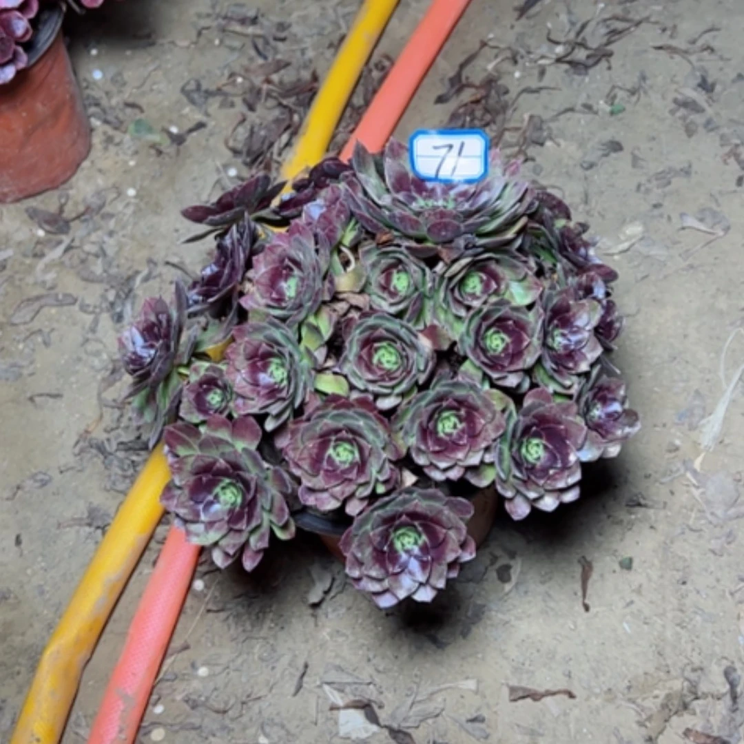 【闪购商品】黑骑士71