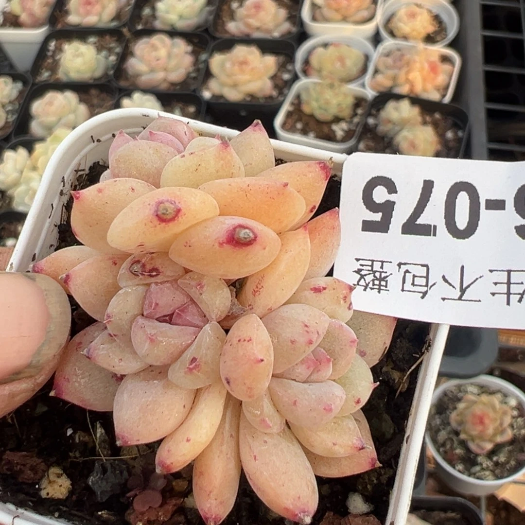 小卡拉米糖心一物一拍16-75