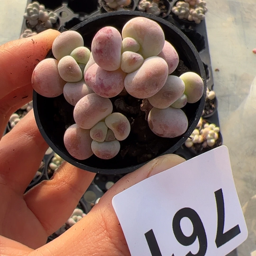 ****ᵔ761 满38包邮一物一拍