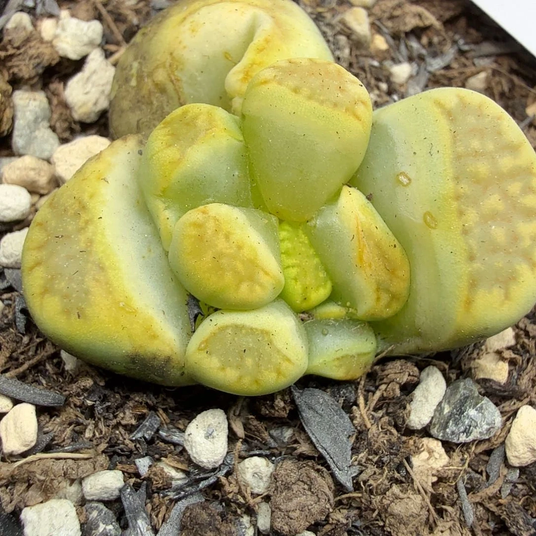 好喜欢看肖蘸唱歌跳舞打759你