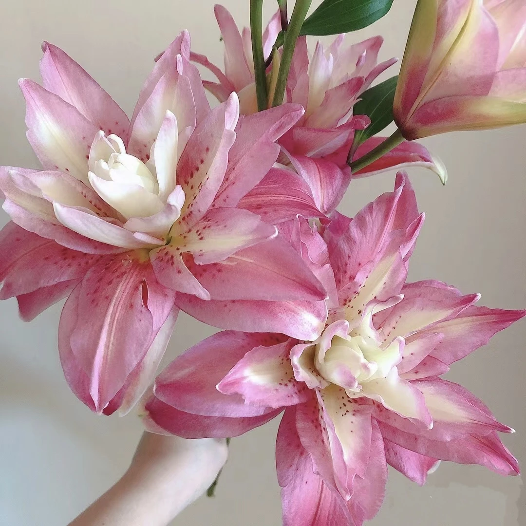 【如熙臻选】A级多头宝莲灯——重瓣百合