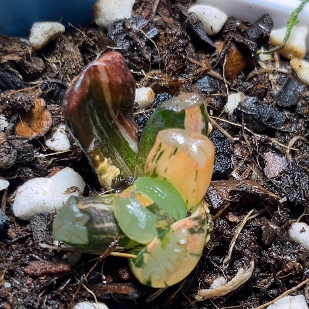 甜***凌恭喜发财大吉大利0145红月亮