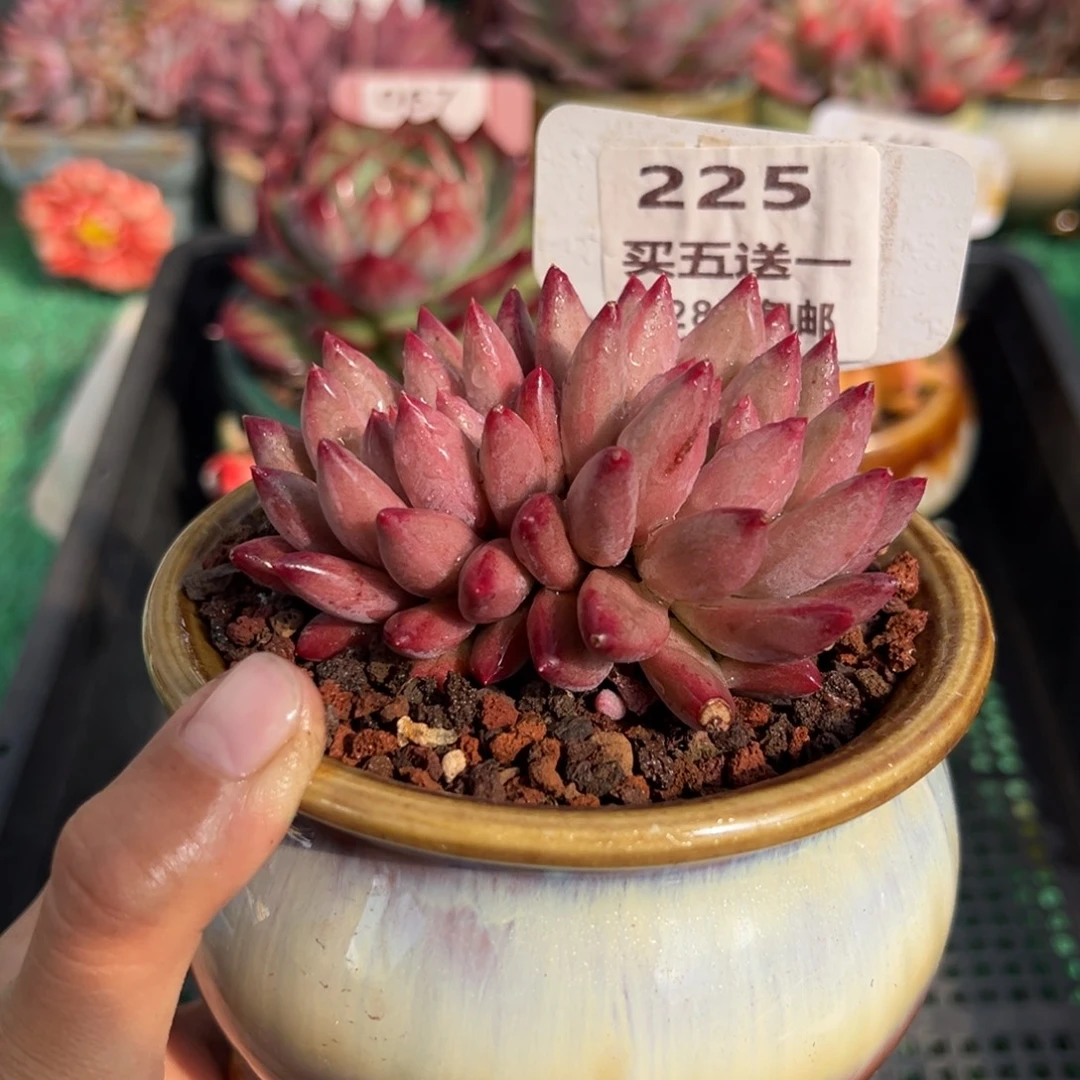 表妹精品多肉植物225.
