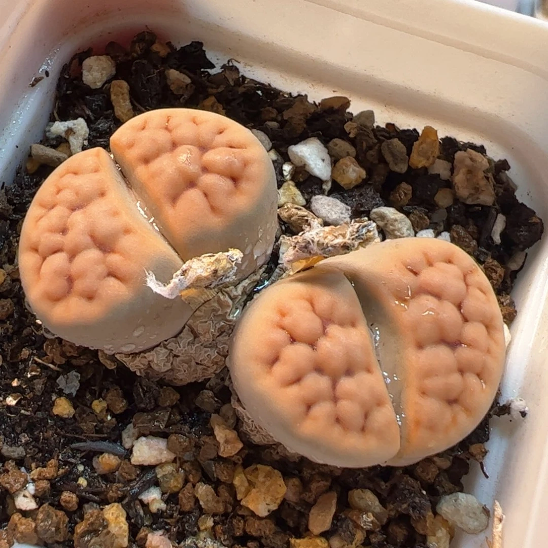 563多肉植物百科