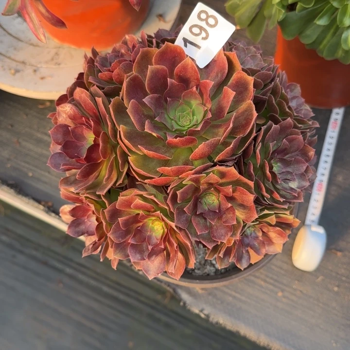 （***）多肉植物赤艳莲198