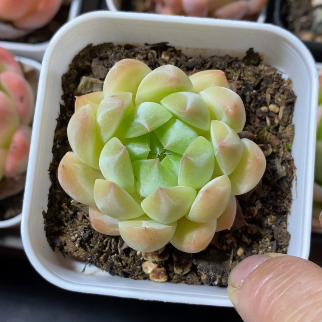 精品多肉一物一拍不包整89