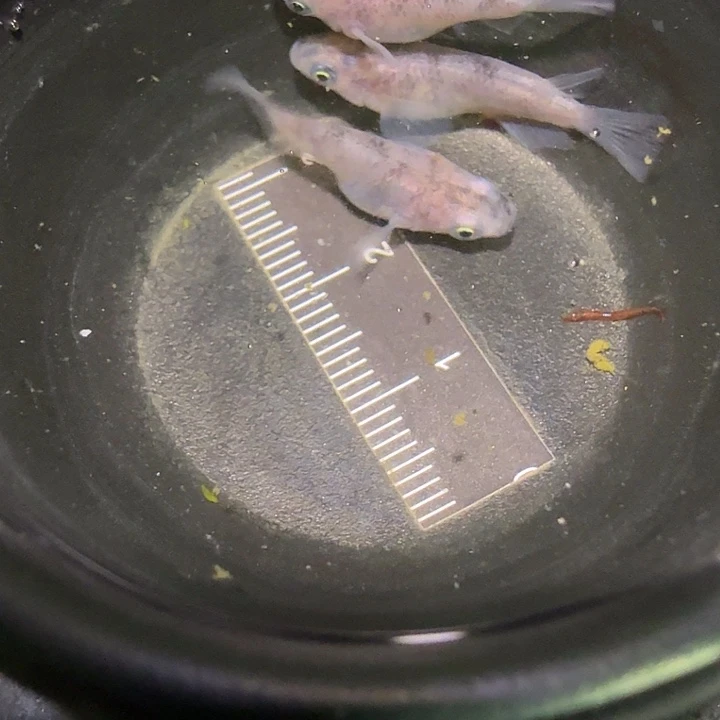 青鳉鱼一物一拍659