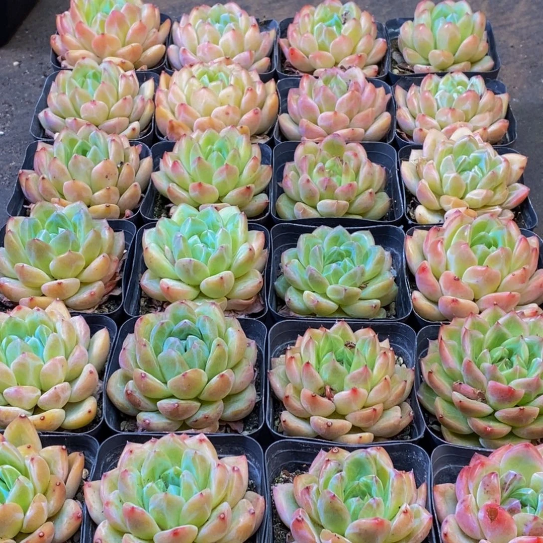 652多肉植物保护研究所所长的