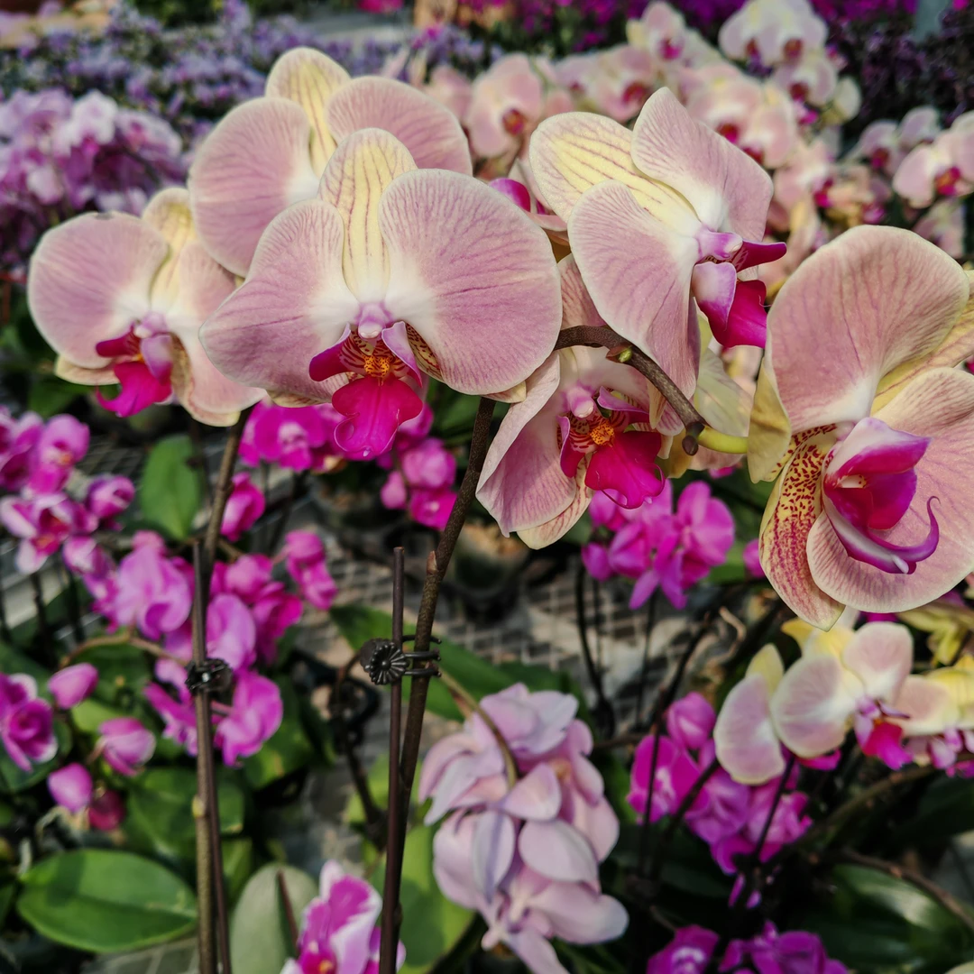 明兰花卉 蝴蝶兰【和弦】全开花 开花株发货